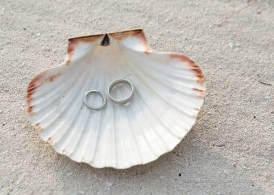 rings in a sea shell